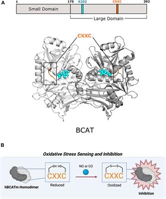 Structural Basis for Allostery in PLP-dependent Enzymes